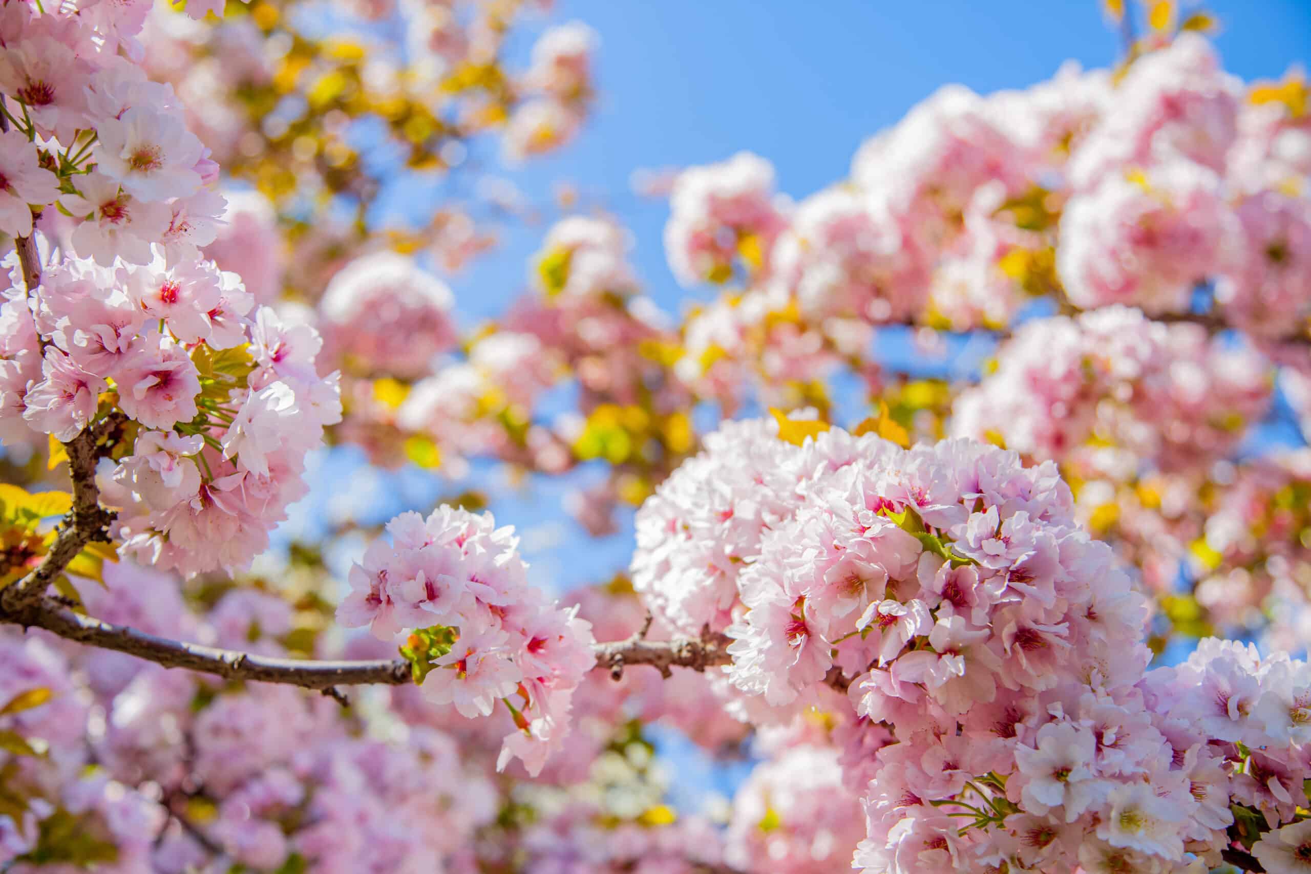 selective focus of beautiful sakura tree blossom against blue sky backdrop