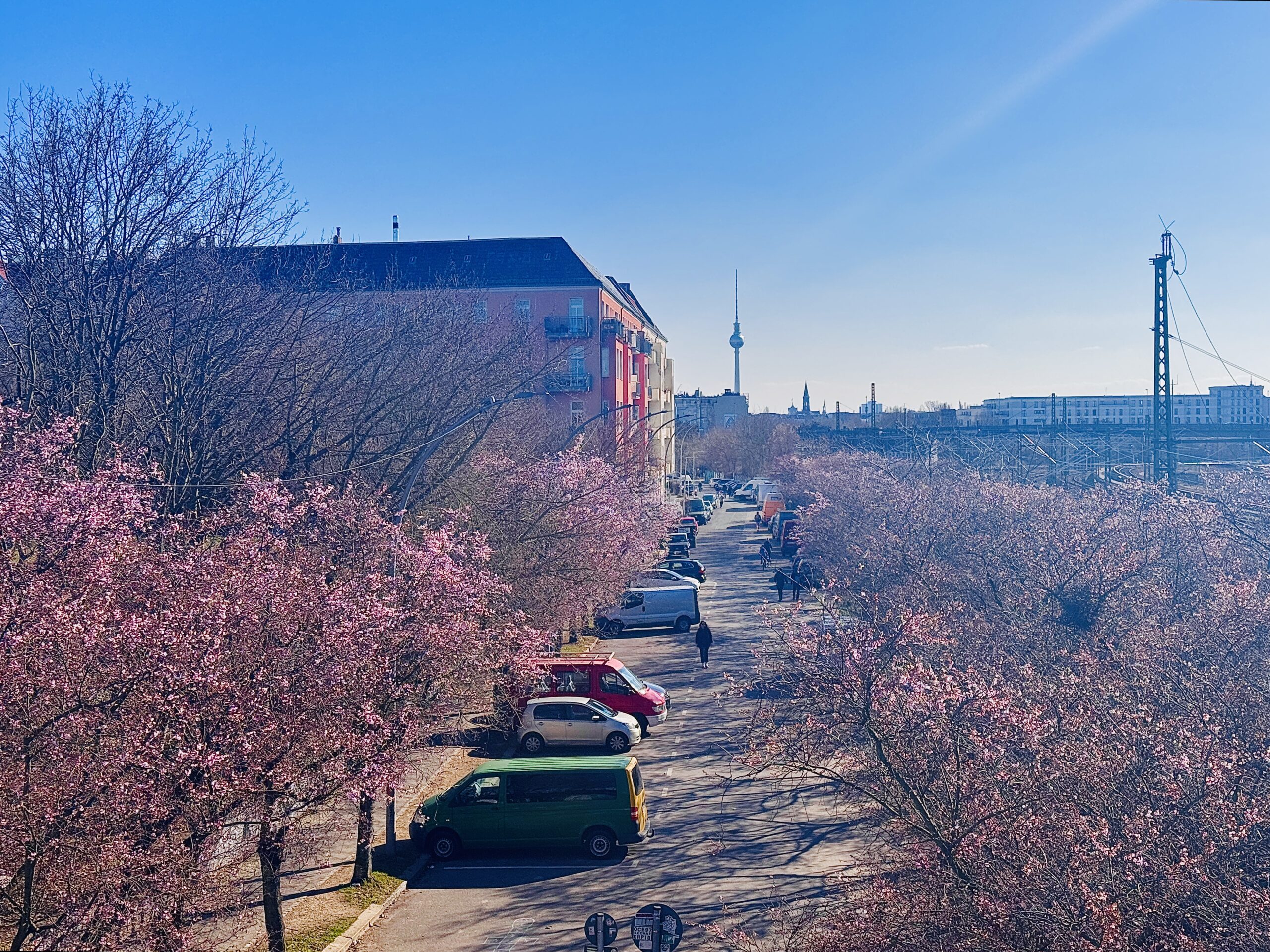 🌸 Kirschblüten in Berlin: Die 5 schönsten Spots für das perfekte Hanami-Erlebnis 🌸