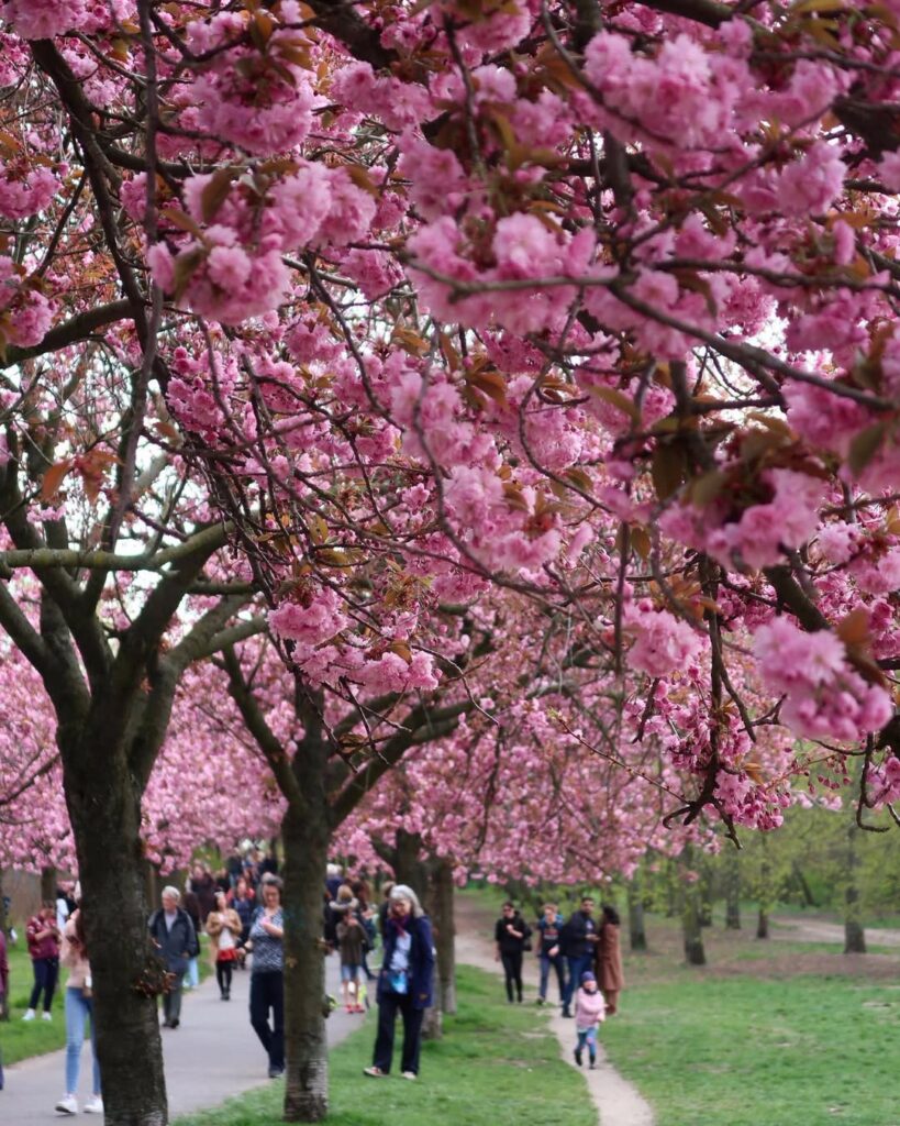 Kirschbl ten In Berlin Die 5 Sch nsten Spots F r Das Perfekte Hanami kirschbl-ten-in-berlin-die-5-sch-nsten-spots-f-r-das-perfekte-hanami